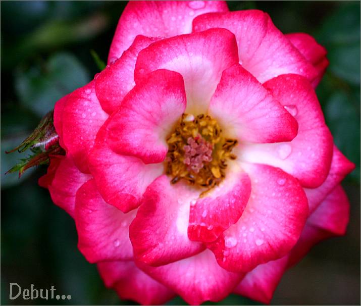 Miniature and Polyantha Roses Down Under GALLERY Photo Gallery by ...
