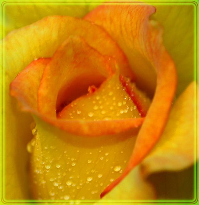 Golden rose