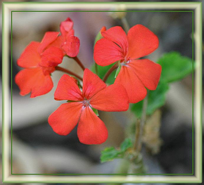 Vermilion zonal