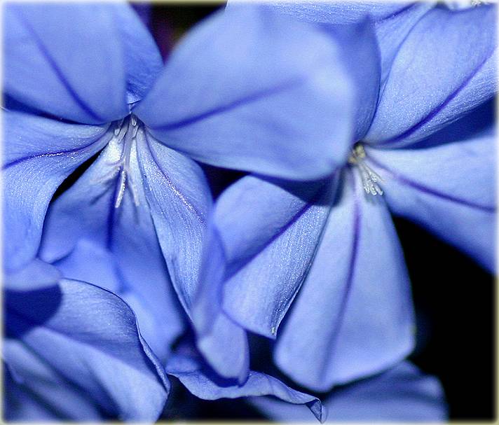 Plumbago in February