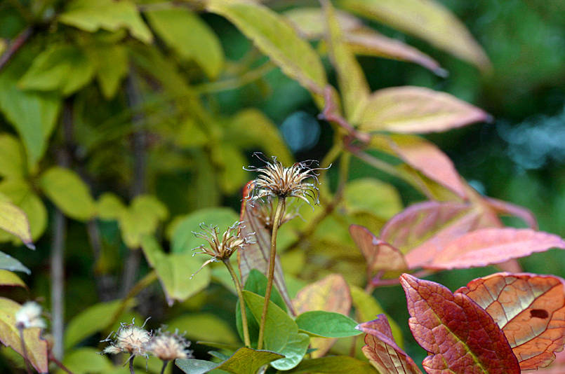 Clematis seedheads