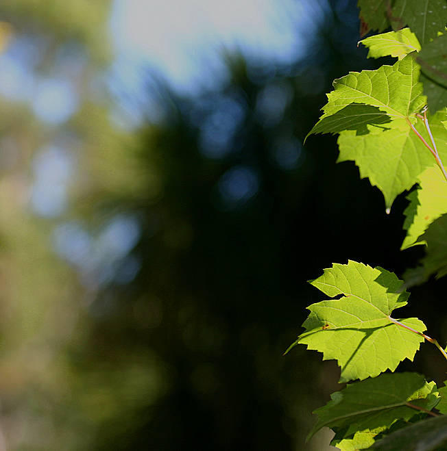 Sunlight on the vine