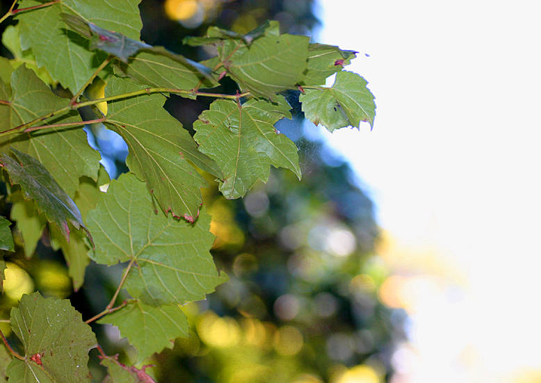 Vine leaves in the shadows
