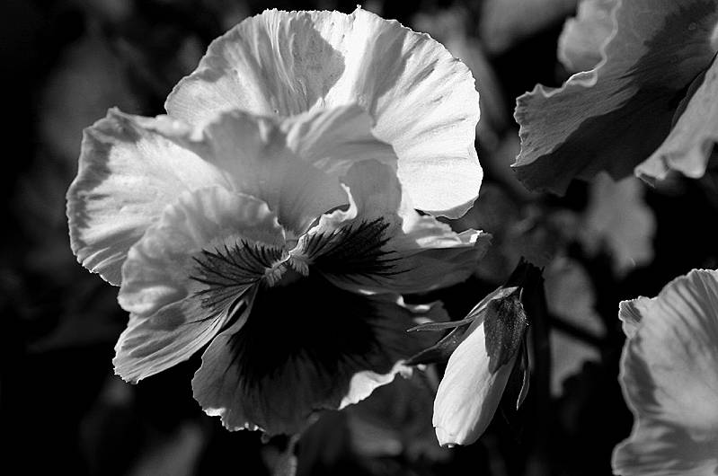 Pansies