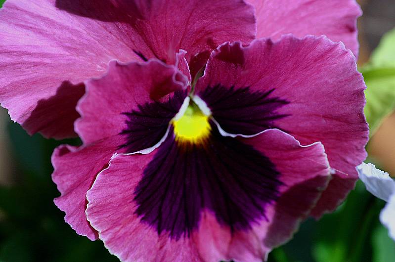 Pink pansy