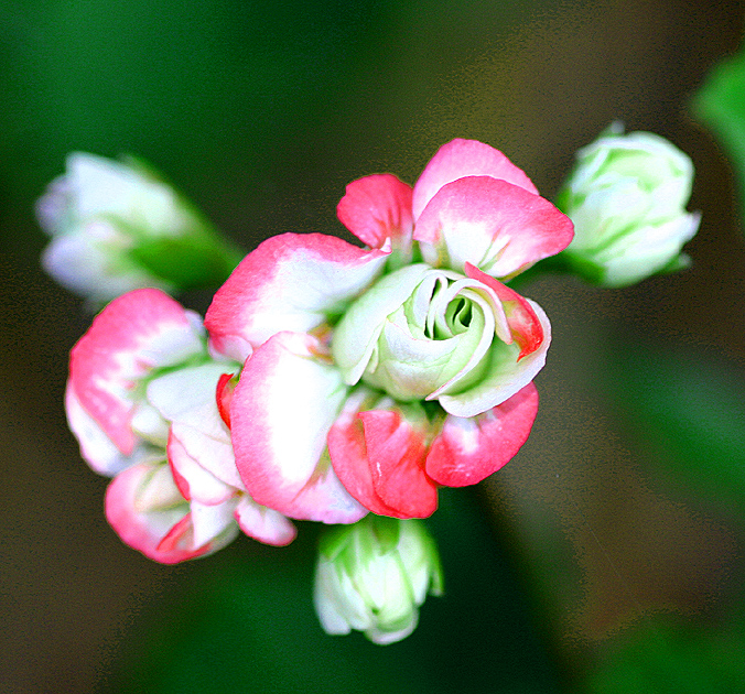 Zonal -  rosebud