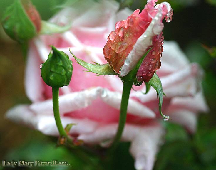 Rosebud in autumn