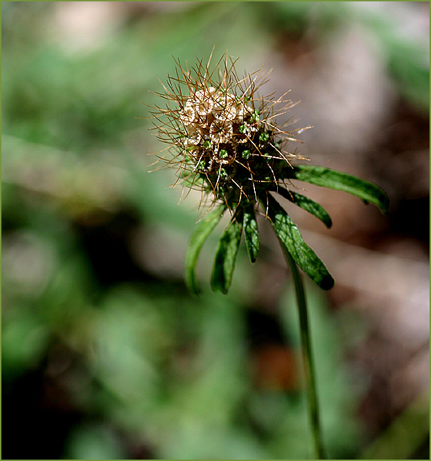Seedhead wild scabious