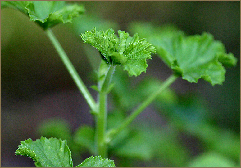 Leaves on Pelargonium Cpt Starlight