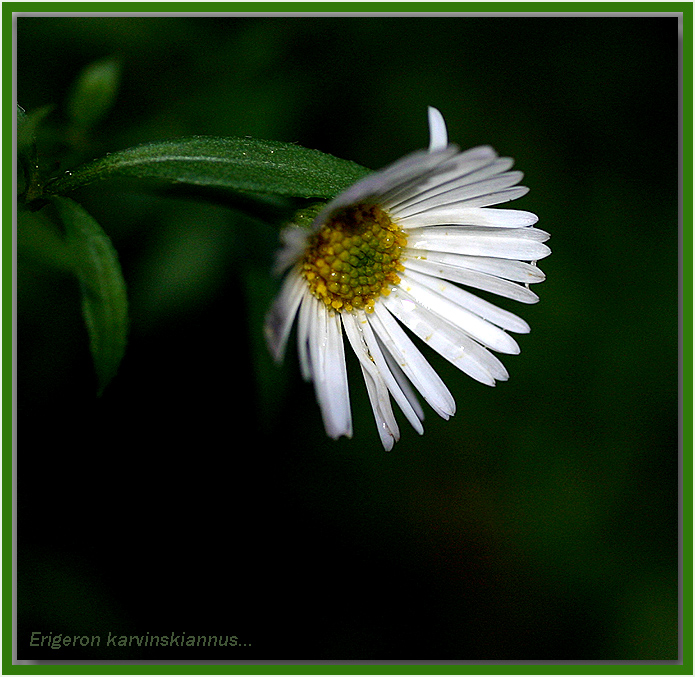 Erigeron - seaside daisy
