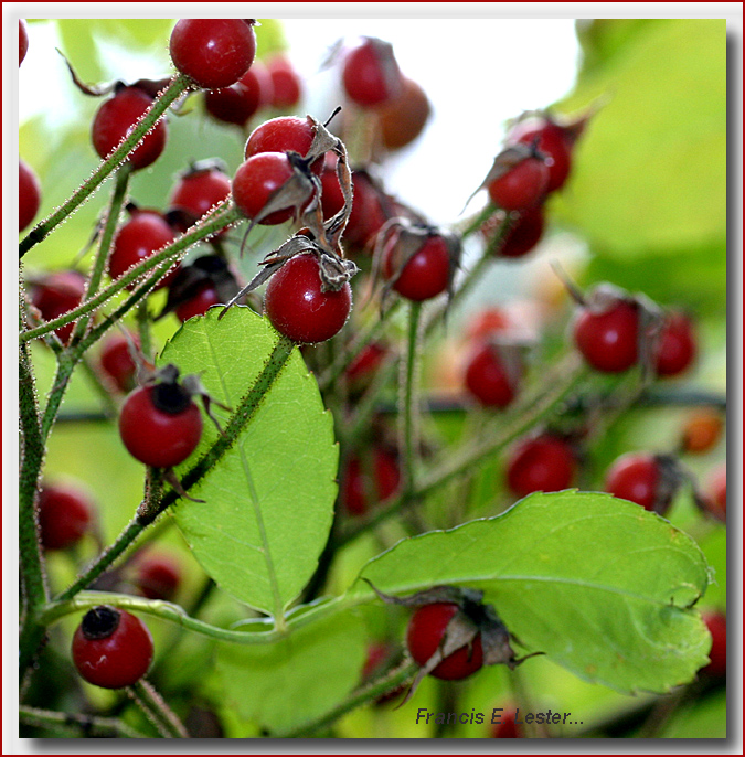 Francis E. Lester rosehips