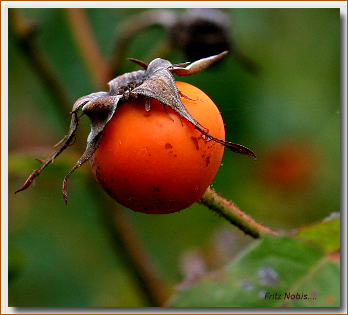 Fritz Nobis rosehip