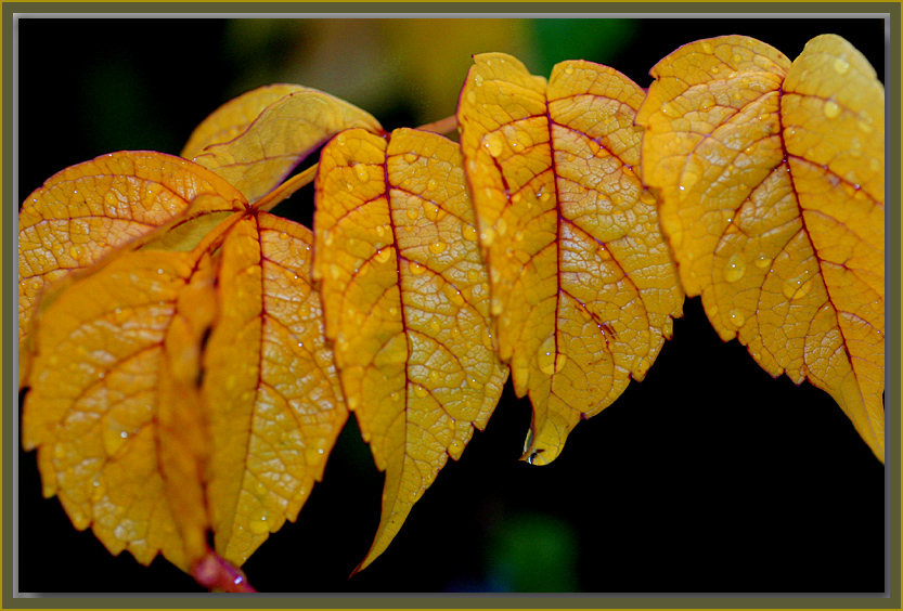 Autumn leaves