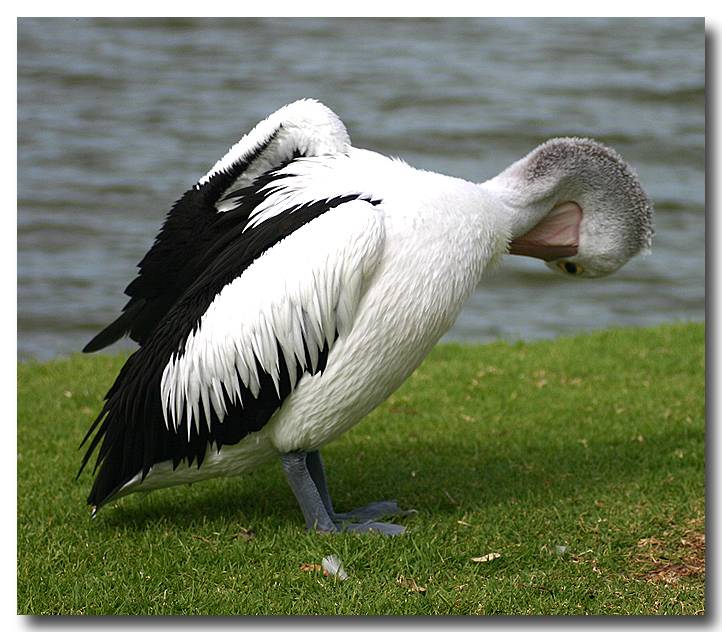 Pelican on the Murray