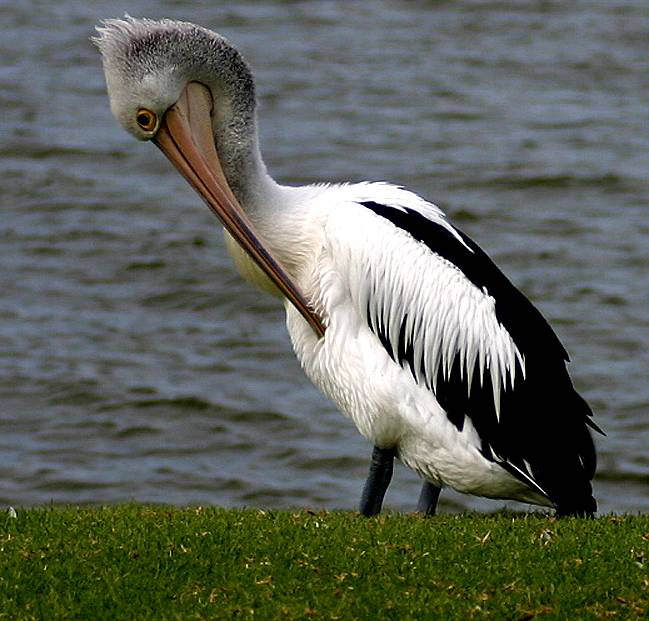 Pelican on the Murray