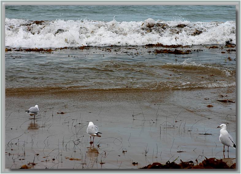 Silver Gulls at waters edge