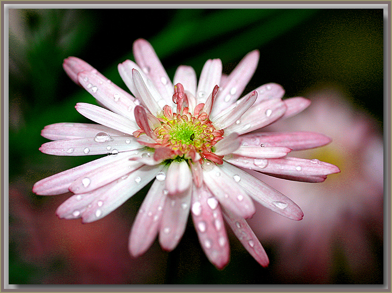 Pink daisy