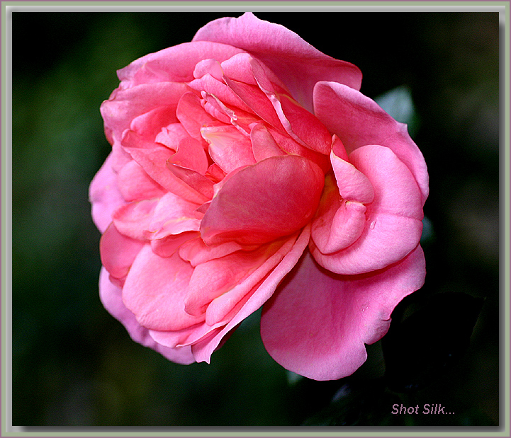 Shot Silk