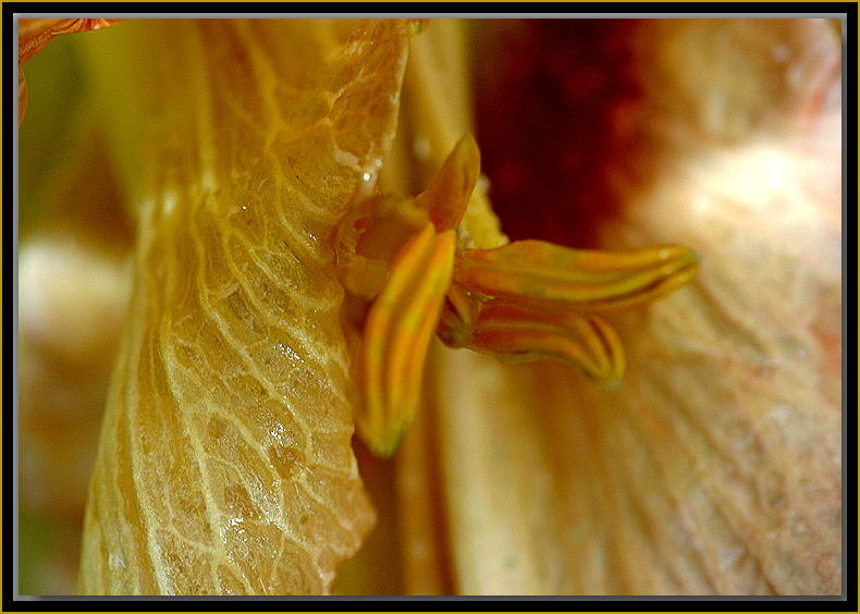 Daylily 1