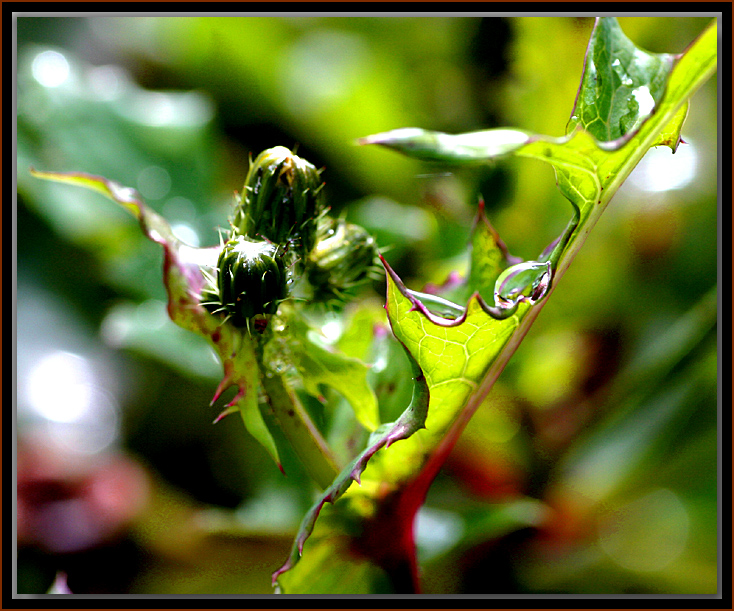 Milk thistle