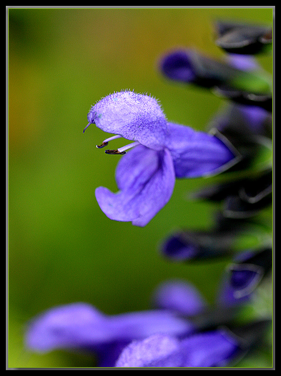 Salvia