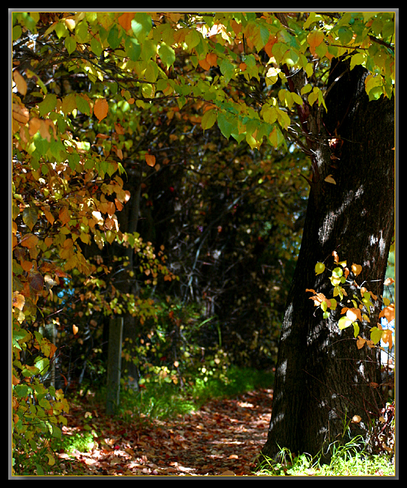 Path through the tunnel of autumn leaves