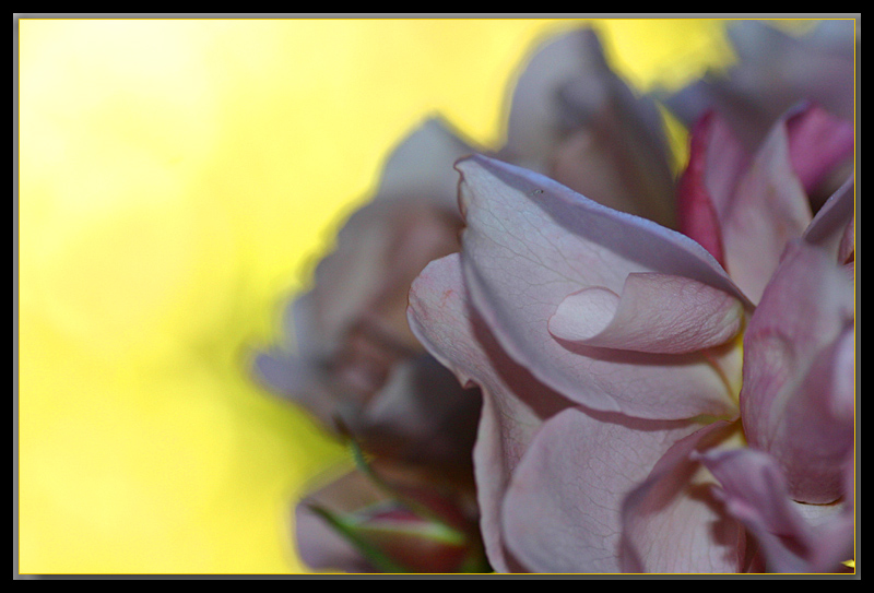 Late autumn roses...