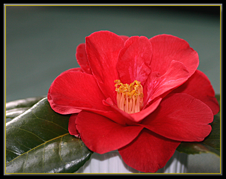 Camellia & hydrangea