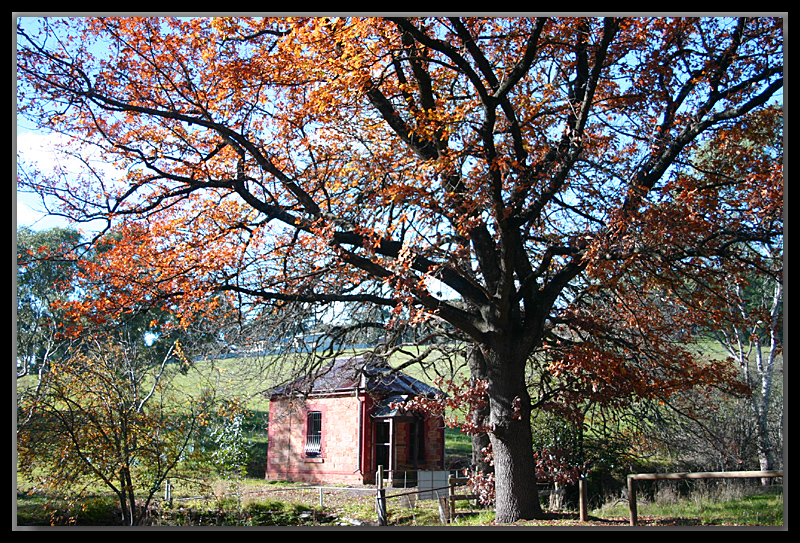 Oak tree and outhouse