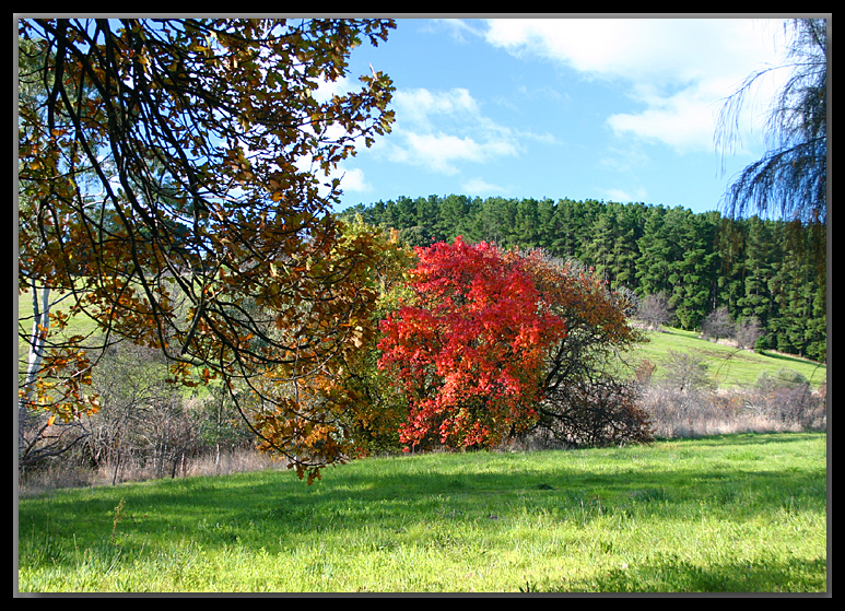 Remnant fruit trees & pine plantation