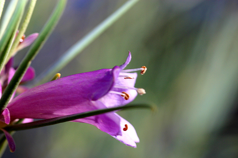 Eremophila