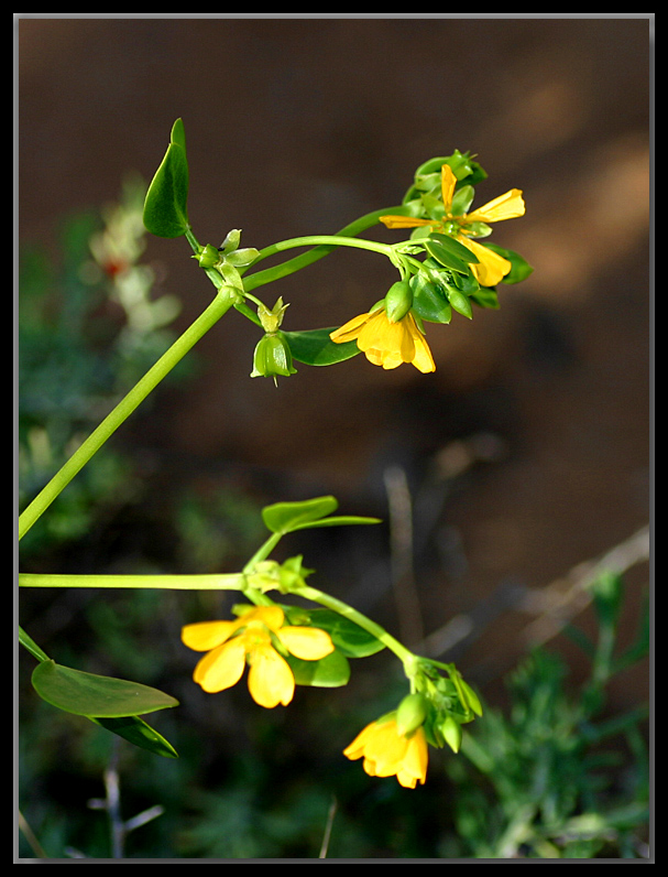 Native buttercup