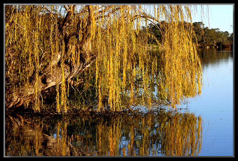 Weeping willow