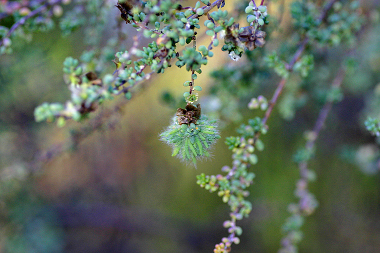 A strange looking seedhead maybe?