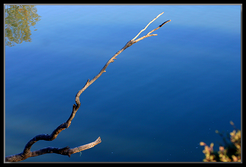 Twig and the river