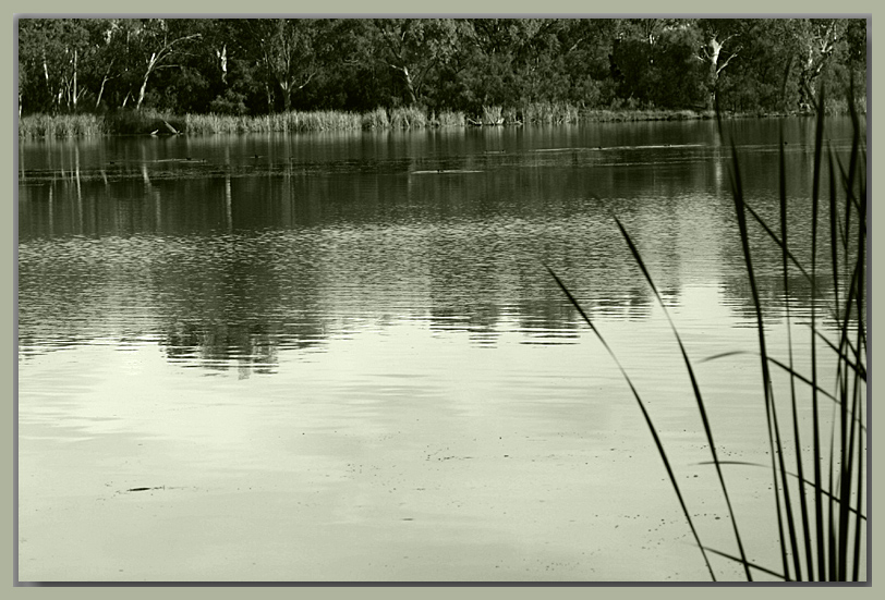 Reeds on the river