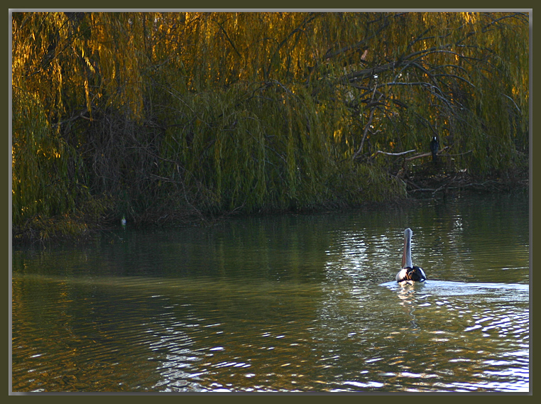 Pelican on the Murray