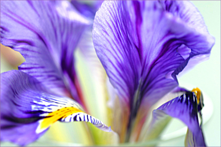 Winter Iris