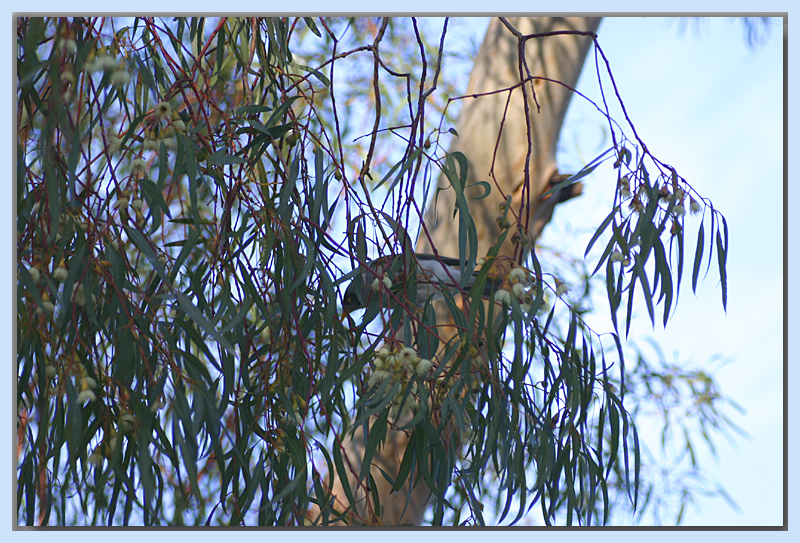 Bird in a gumtree