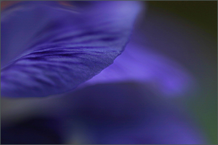 Winter Iris - 1