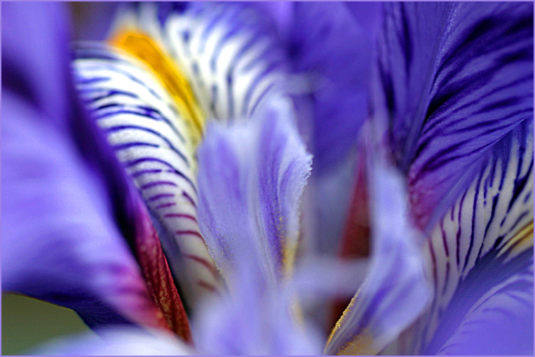 Winter Iris - another view