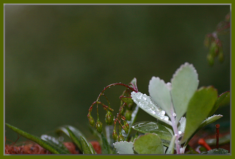Various succulents in the rain