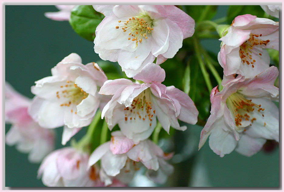 Crab apple in bloom