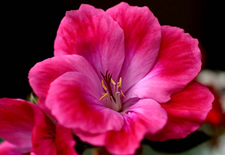 Pink regal pelargonium