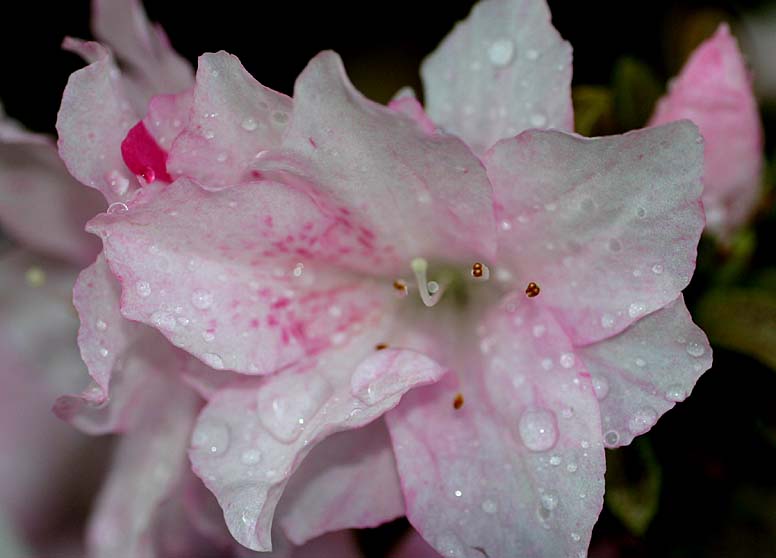 Azaleas growing at the Noosa resort