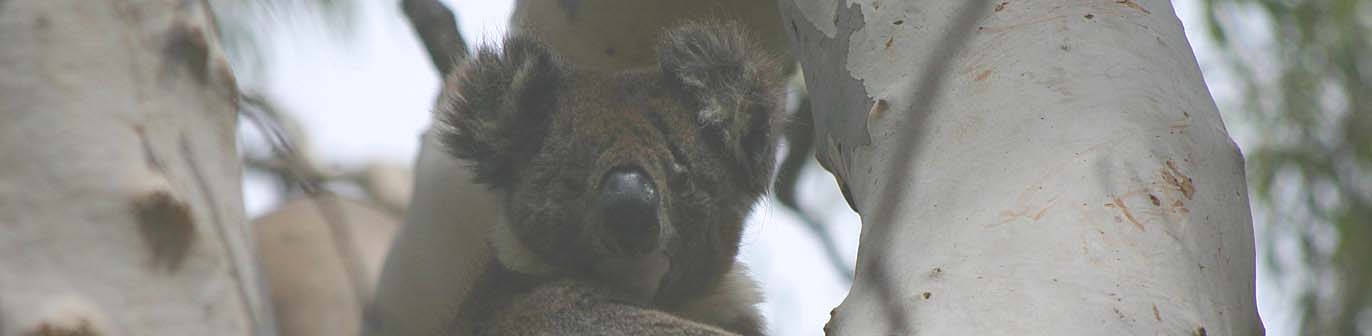 Koala logo Jan 08.02.jpg