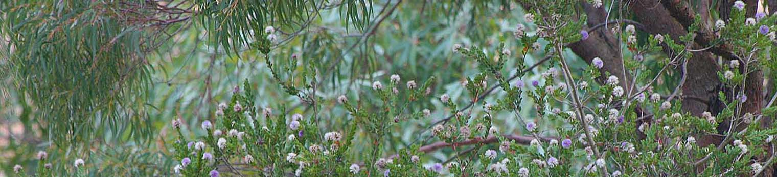 Gumbranch and melaleuca logo2.jpg