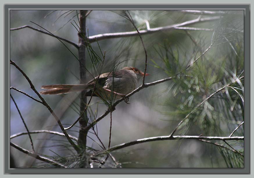 Mother wren watching me