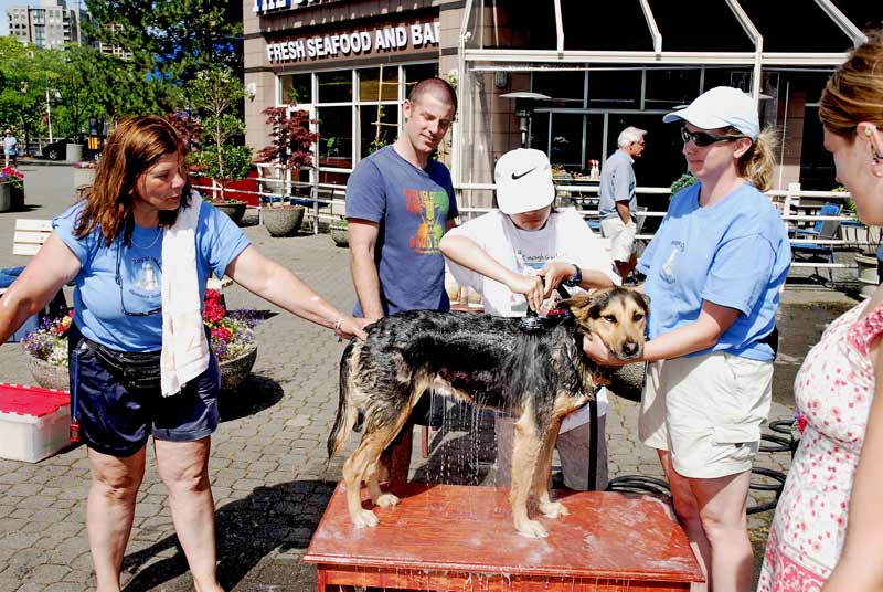 Dog wash booth at the Fraserfest.