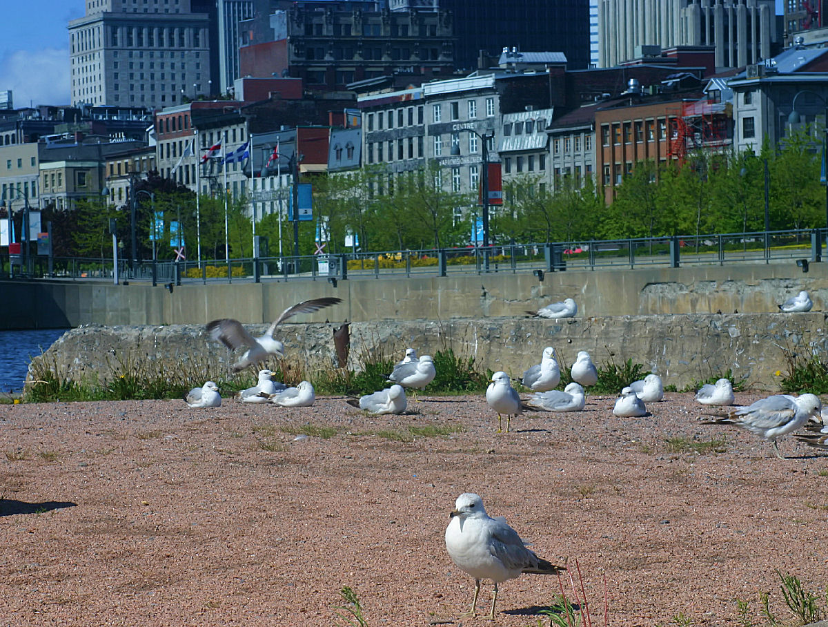 City birds
